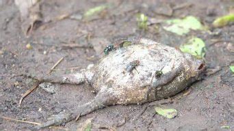 夢到青蛙死掉